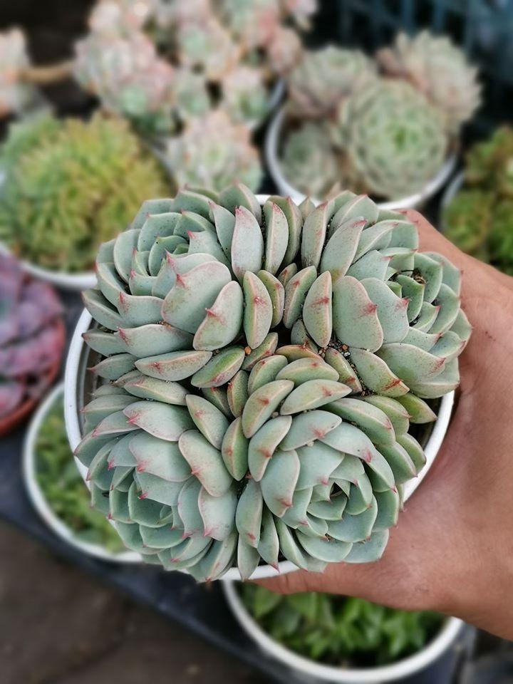 Mộc Garden - terrarium, sen đá, cây văn phòng - Đà Nẵng