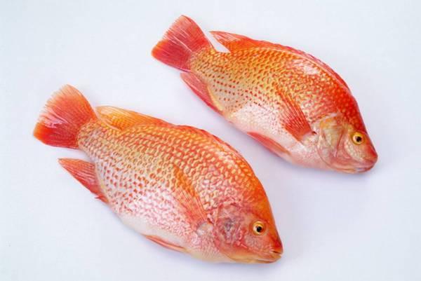 Môi trường sống và vùng phân bố cá Diêu Hồng
