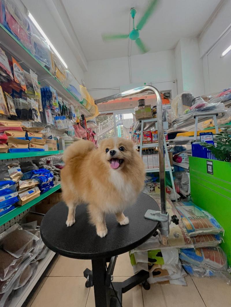29K1 Pet Shop