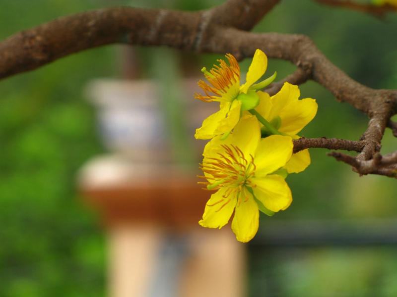 Thơ về hoa mai ngày Tết hay nhất
