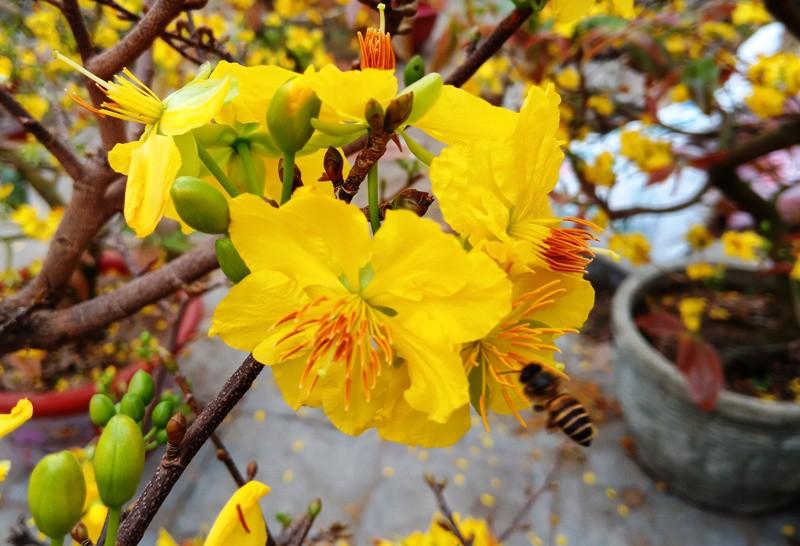 Thơ về hoa mai ngày Tết hay nhất