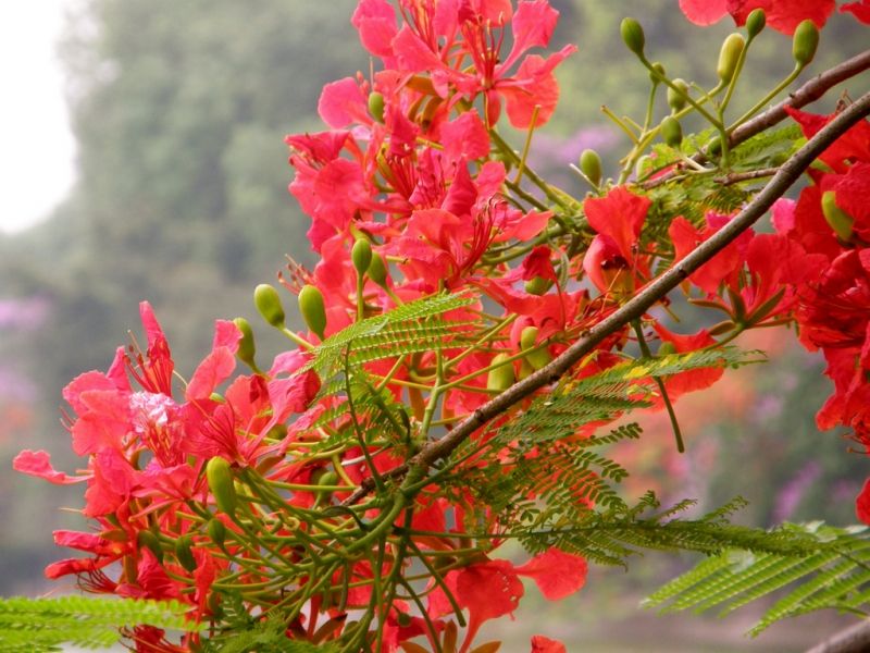 Mong ước kỉ niệm xưa