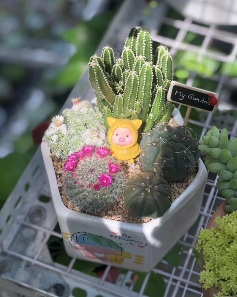 Moon’s Garden