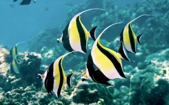 Moorish Idol