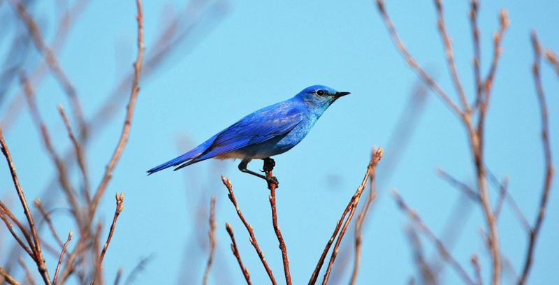 Chim Mountain Bluebird