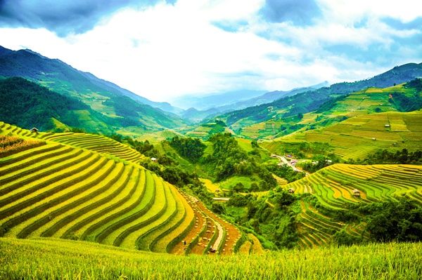 Mù Cang Chải