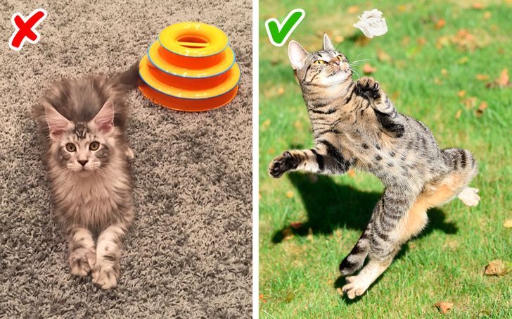 Mua đồ chơi đắt tiền cho thú cưng