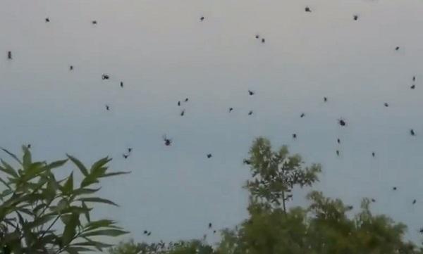 Mưa động vật