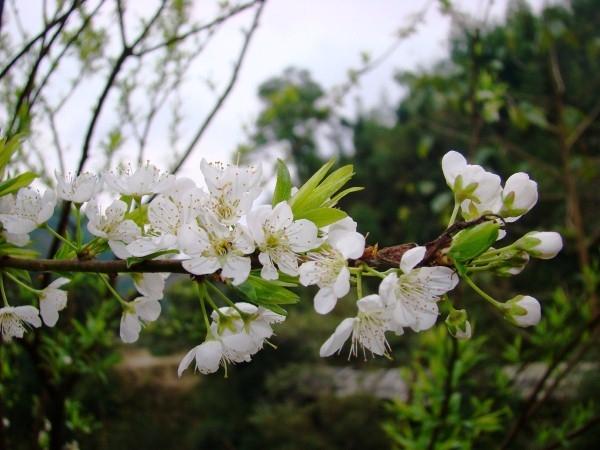 Mùa hoa mận