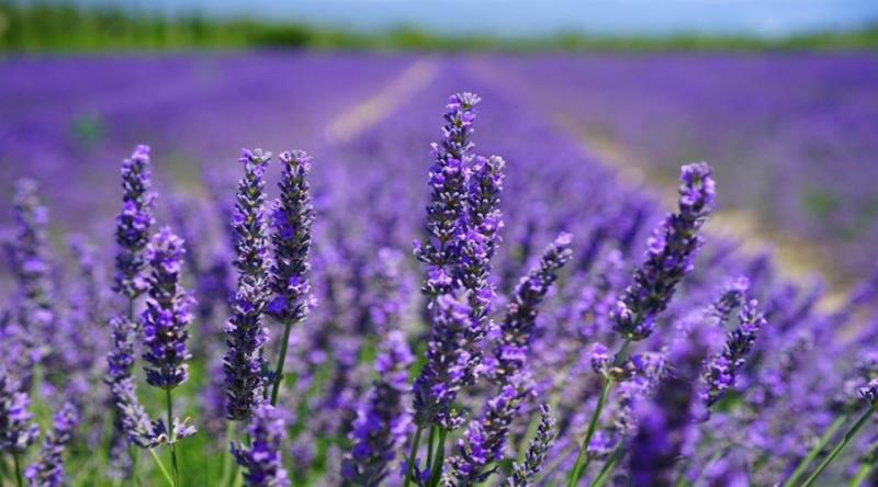 Cánh đồng Lavender ở Đà Lạt