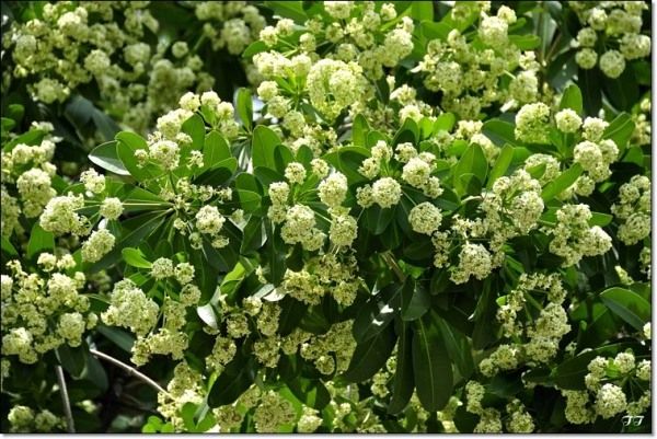 Mùa hoa sữa về thơm từng cơn gió