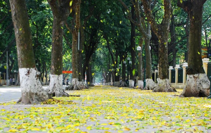 Cây sấu