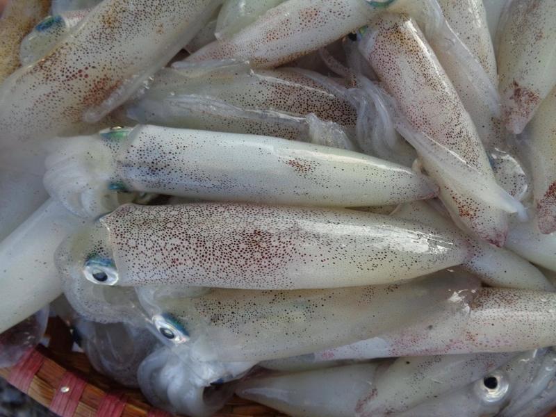 Mực nhảy Cửa Lò