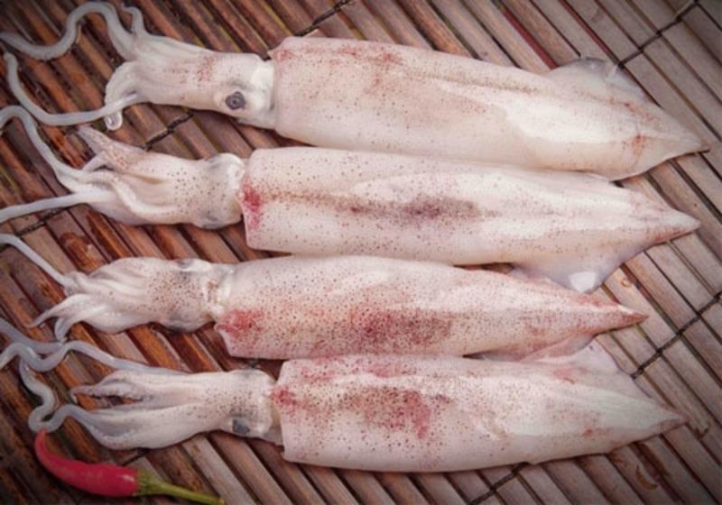 Mực ống Cô Tô