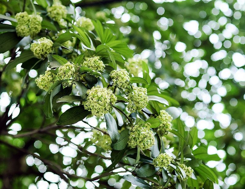 Mùi hương hoa sữa