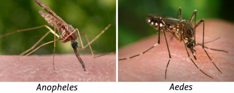 Họ muỗi Anopheles