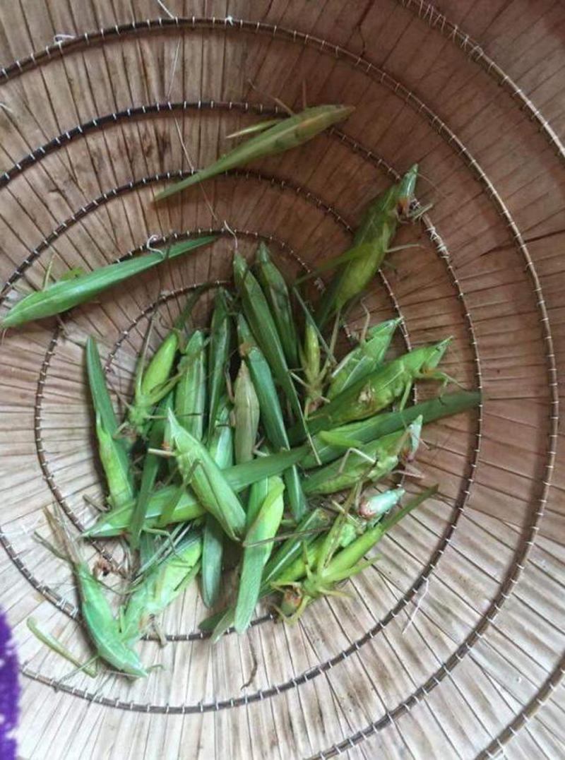 Muồm muỗm sống