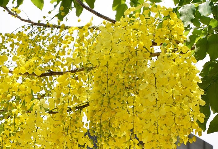 Muồng hoàng yến (hoa bò cạp vàng, hoa osaka)