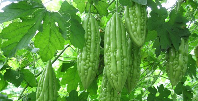 Mướp đắng có khả năng chống ung thư