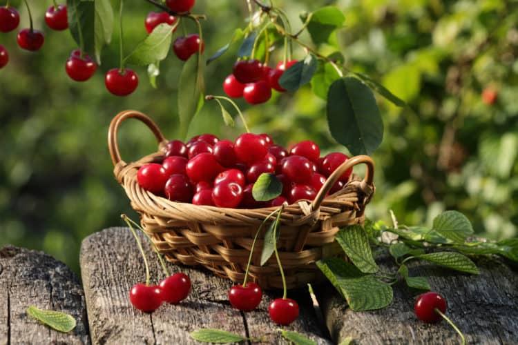 Nguyên liệu cho món mứt cherry
