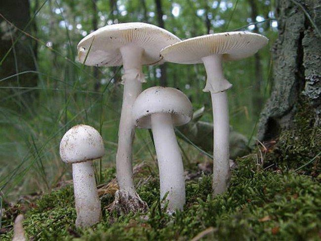 Nấm độc tán trắng (Amanita verna)
