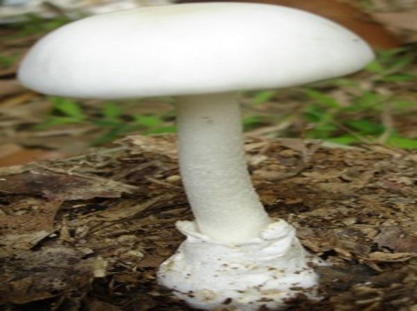 Nấm độc trắng hình nón (Amanita virosa)