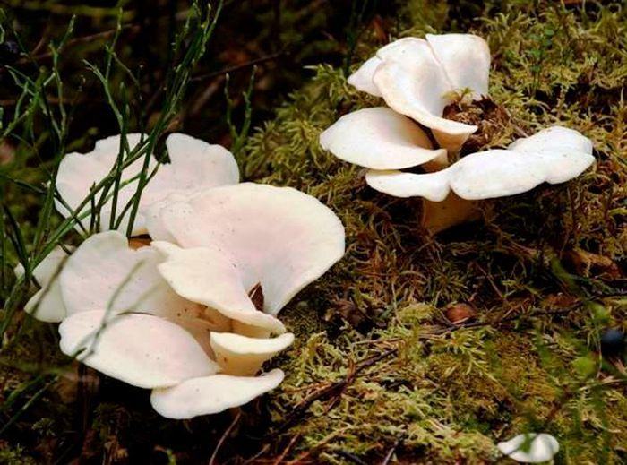 Nấm Pleurocybella Porrigens
