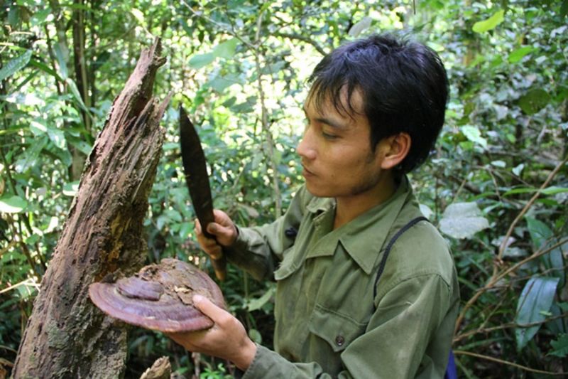 Nấm Linh Chi