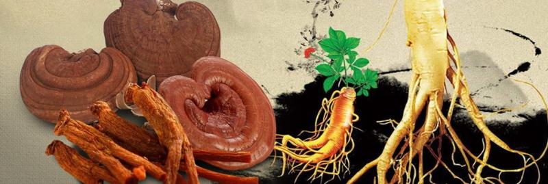 Nấm linh chi sâm Hàn Quốc