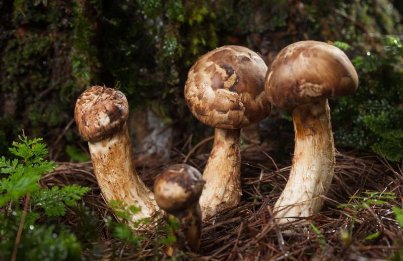 Nấm Matsutake