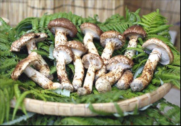Nấm Matsutake
