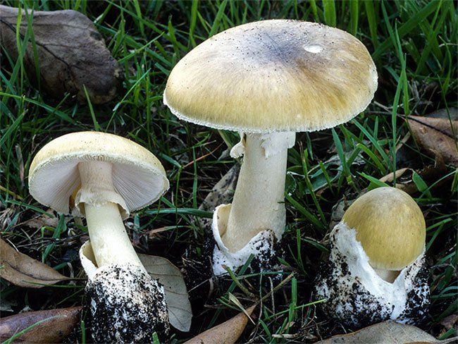 Nấm mũ tử thần (Death Cap)