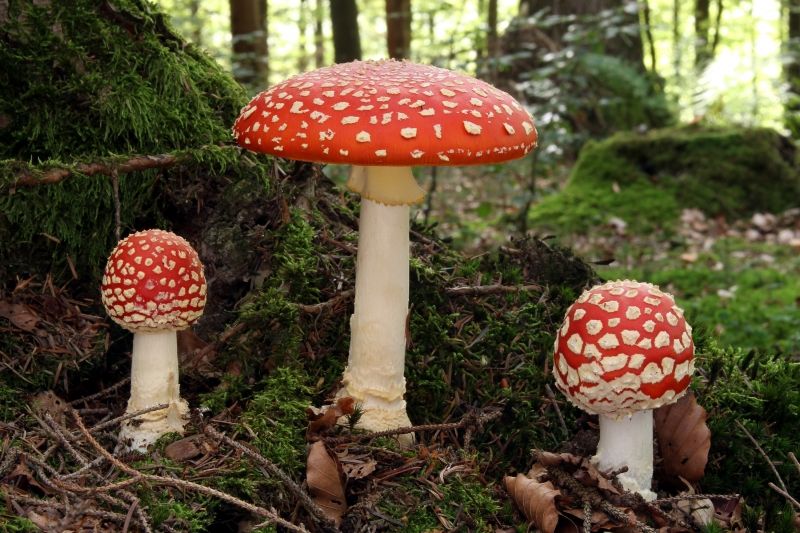 Nấm tán bay (Fly Agaric)