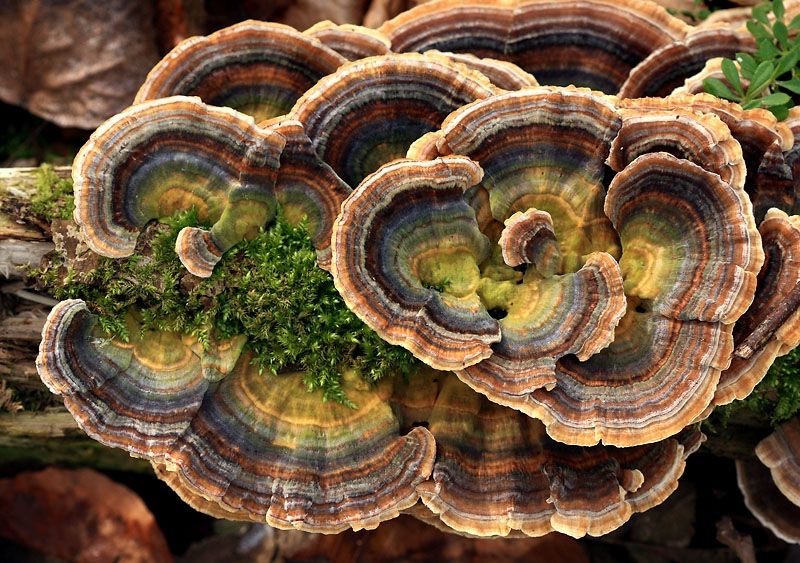 Nấm Trametes versicolor