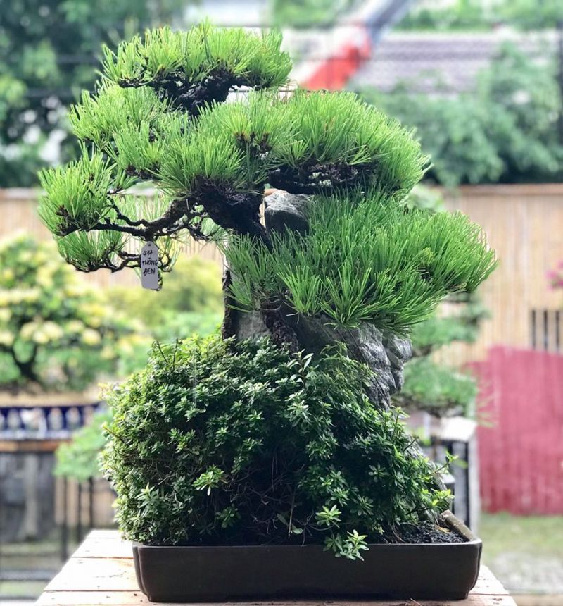 Thông đen bám đá tại Neo Garden