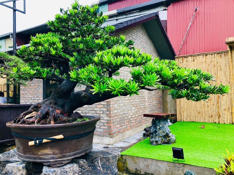 Tùng kim cương tại Neo Garden