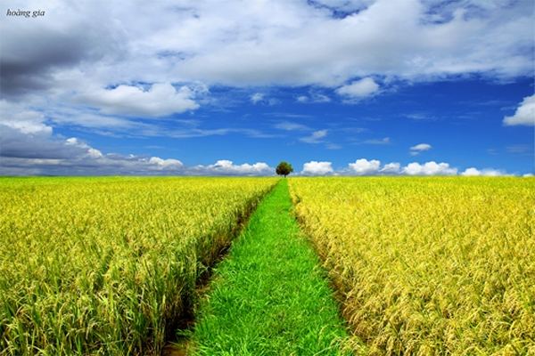 Màu vàng óng của những bông lúa trĩu hạt và của ánh nắng ban mai đã tạo nên một khung cảnh thiên nhiên làng quê đầy thơ mộng và đáng khắc ghi