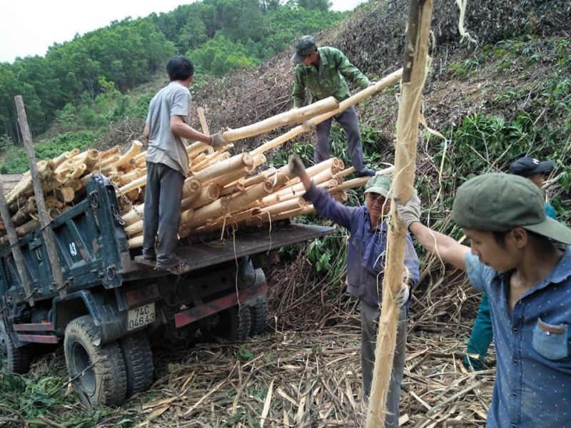Nghề khai thác gỗ