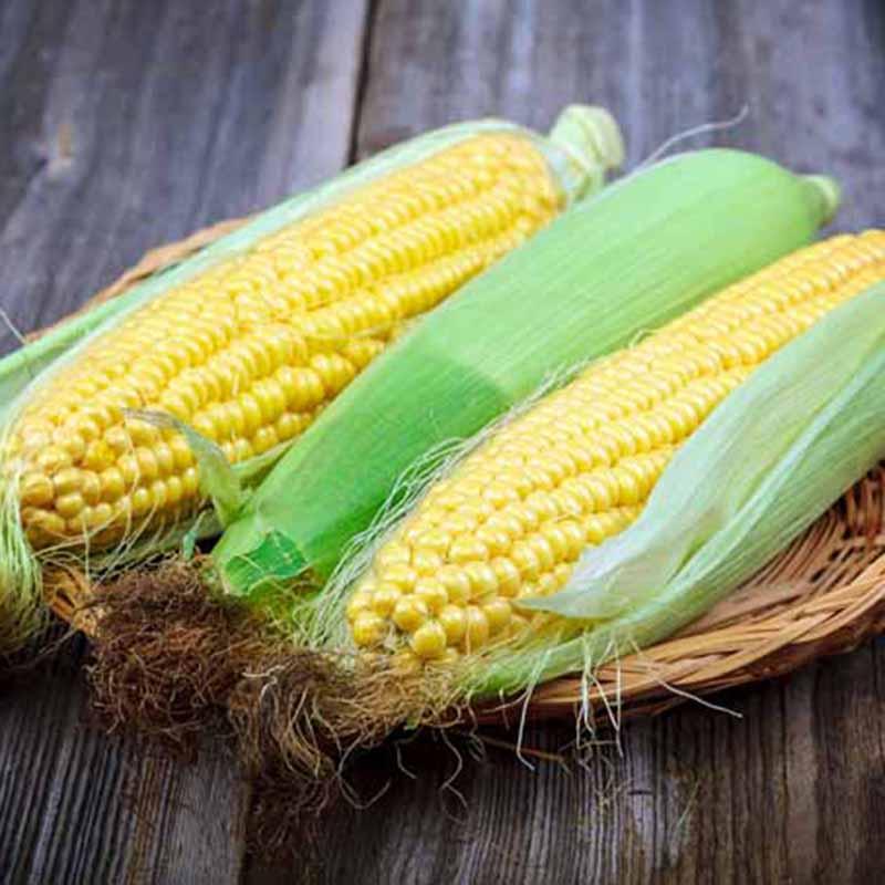 Hàm lượng vitamin B có trong bắp ngô có tác dụng làm giảm homocysteine (nguyên nhân dẫn đến nhồi máu cơ tim, đột quỵ).