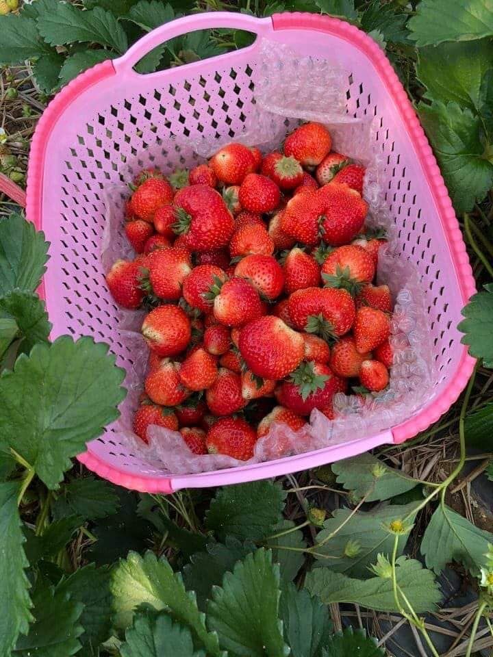 Ngôi Nhà Organic BG