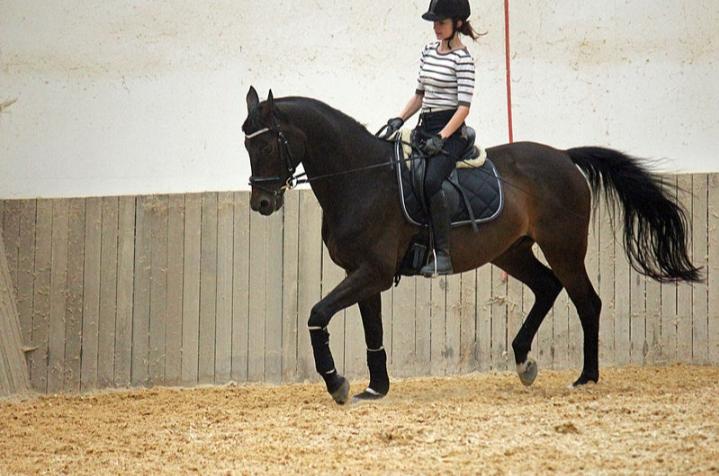 ﻿﻿Ngựa Trakehner