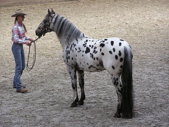 Ngựa Appaloosa