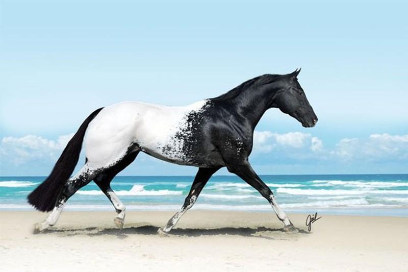 Ngựa Appaloosa