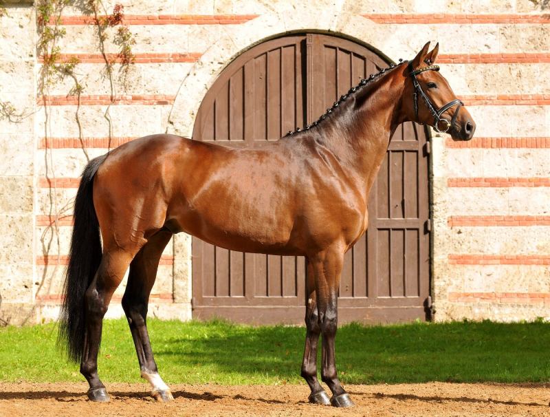 ﻿﻿Ngựa Trakehner