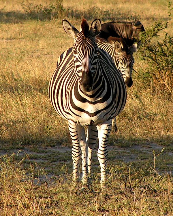 Ngựa vằn Quagga