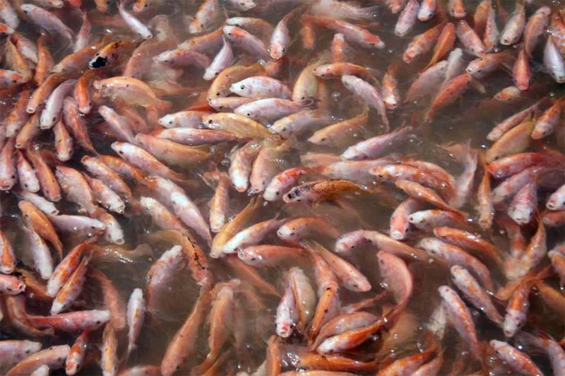 Nguồn gốc cá Diêu Hồng