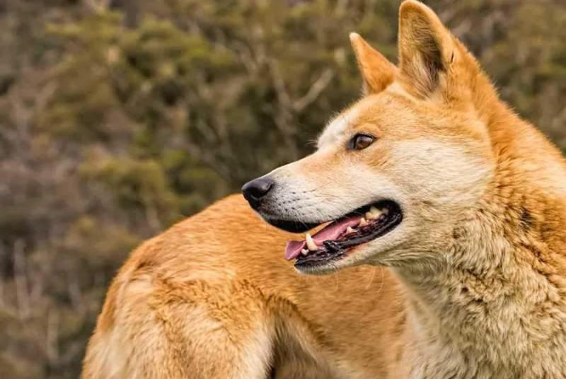 Nguồn gốc của chó Dingo