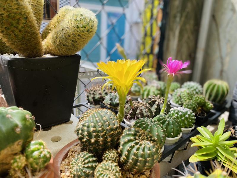 Nguyên’s Garden