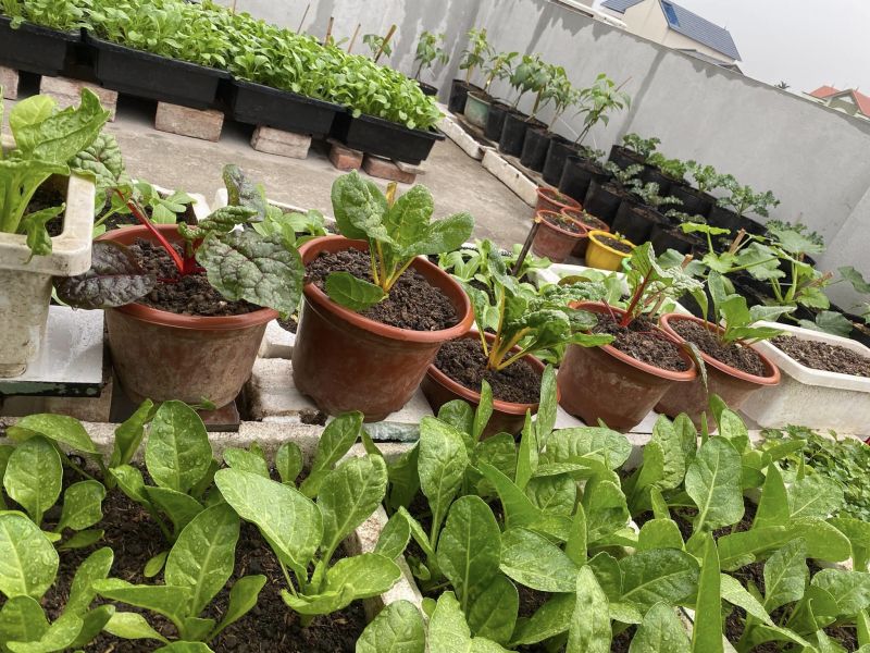 Nhà phân phối phụ kiện vườn đứng Quang Anh