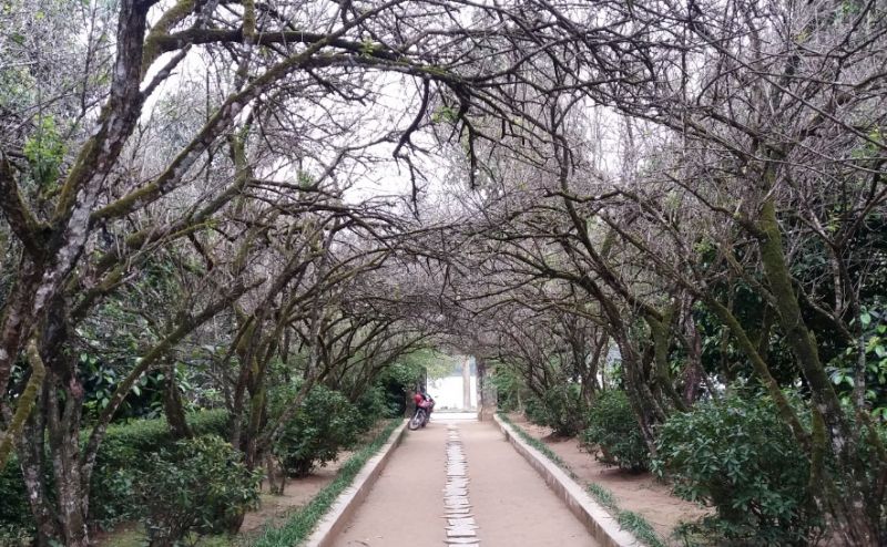 Nhà vườn An Viên